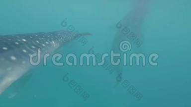 水下观赏鲸鲨在蓝色的海洋中游泳，近距离。 野生鲸鲨在海洋自然保护区游泳。 野海